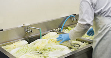 白菜を洗っている加工員の写真